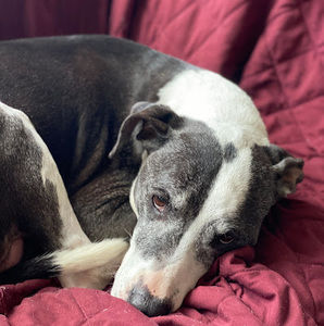 Meet your Posher, Joaquin